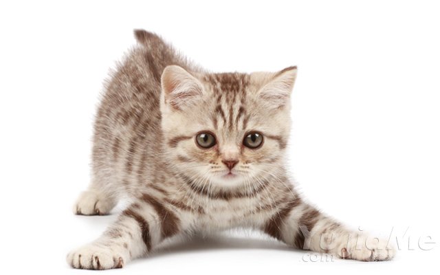 瑜伽百变猫式，检测你是否健康！(图1)