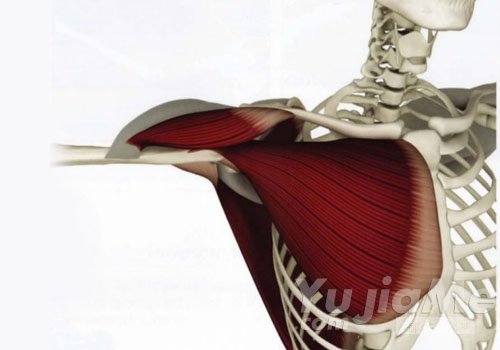 胸大肌紧张与腕关节炎症的瑜伽理疗方法，针对性拉伸缓解肩腕疼痛(图1)