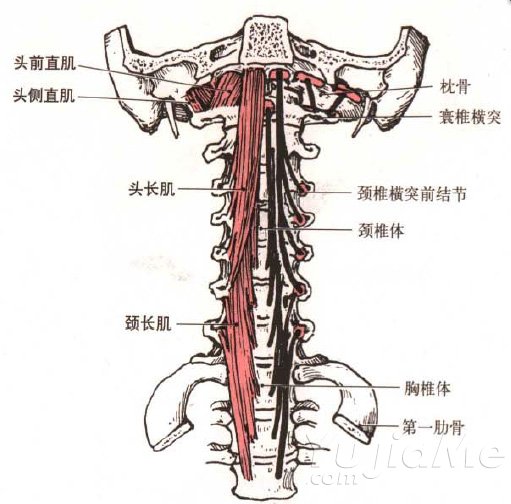 瑜伽理疗:颈椎 颈椎病根源与颈周肌肉调理:关键肌群解析与康复方法(图4)