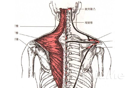 瑜伽理疗:颈椎 颈椎病根源与颈周肌肉调理:关键肌群解析与康复方法(图1)
