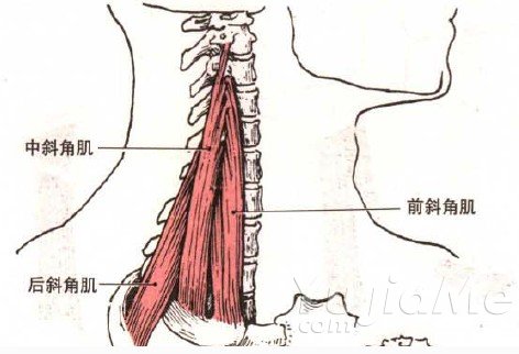 瑜伽理疗:颈椎 颈椎病根源与颈周肌肉调理:关键肌群解析与康复方法(图3)